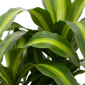 Blattdetail von Dracaena fragrans ‘Hawaiian Sunshine’ mit leuchtend grünen Mittelstreifen auf dunkelgrünen Blättern