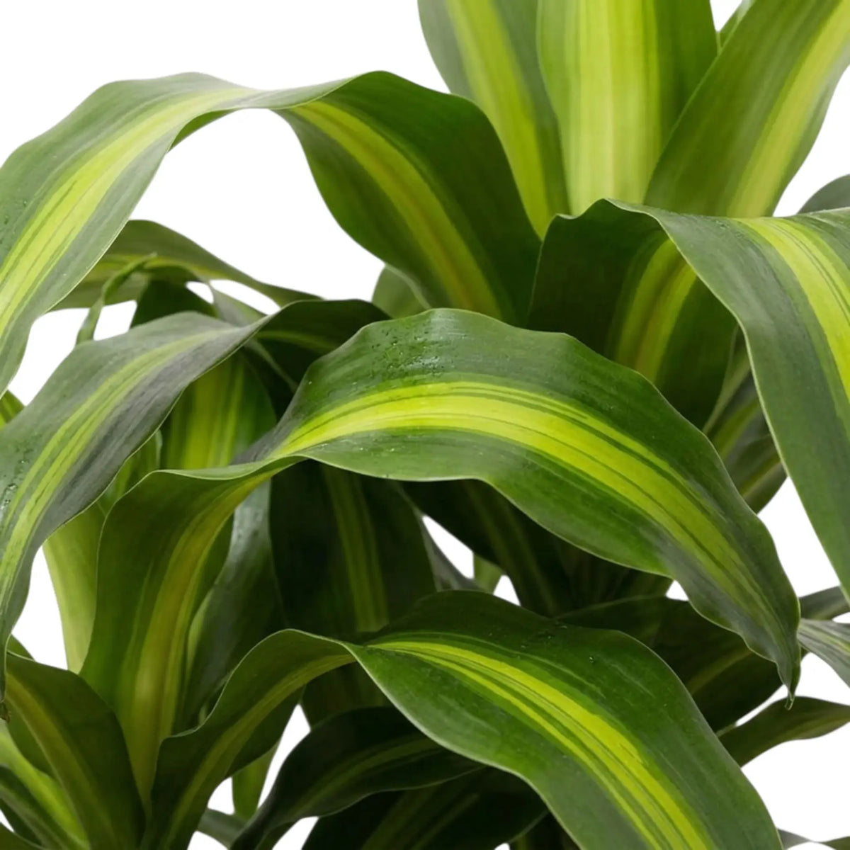 Blattdetail von Dracaena fragrans ‘Hawaiian Sunshine’ mit leuchtend grünen Mittelstreifen auf dunkelgrünen Blättern