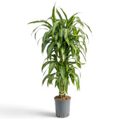 Dracaena fragrans ‘Hawaiian Sunshine’ im Kulturtopf mit aufrechtem Stamm und langen gestreiften Blättern