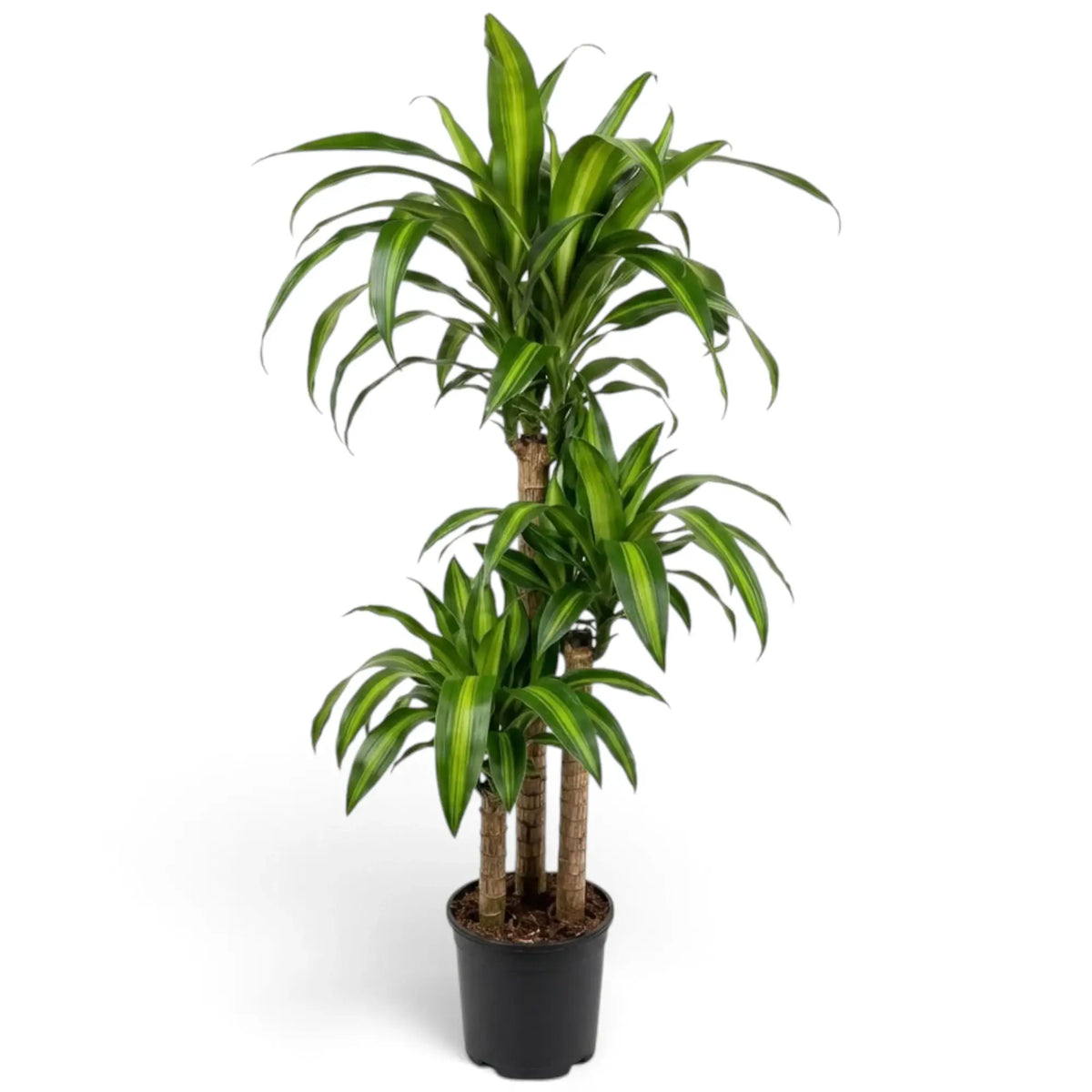 Dracaena fragrans ‘Hawaiian Sunshine’ mit aufrechtem Wuchs, übereinander angeordneten Blättern und leuchtend grünen Mittelstreifen