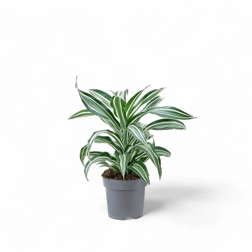 Dracaena fragrans 'Jade Jewel' Zimmerpflanze im Anzuchttopf vor weißem Hintergrund, Produktfoto 2.