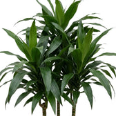 Close-up of broad glossy dark green leaves on Dracaena fragrans ‘Janet Craig’