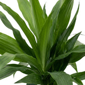 Close-up of broad glossy dark green leaves on Dracaena fragrans ‘Janet Craig’