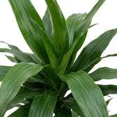Close-up of broad glossy dark green leaves on Dracaena fragrans ‘Janet Craig’