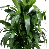 Close-up of broad glossy dark green leaves on Dracaena fragrans ‘Janet Craig’
