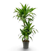 Dracaena fragrans ‘Janet Craig’ plant with broad glossy dark green leaves