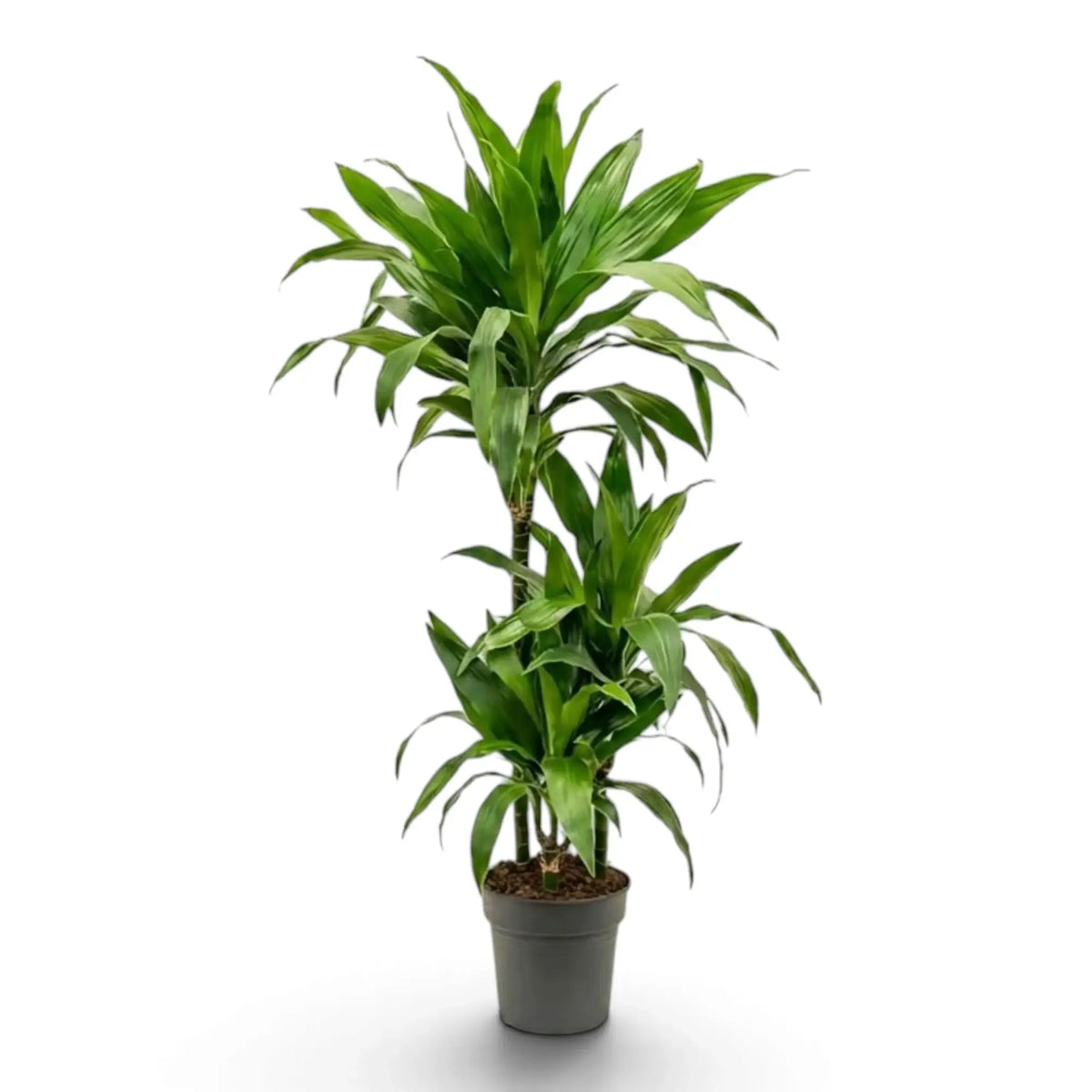 Dracaena fragrans ‘Janet Craig’ plant with broad glossy dark green leaves