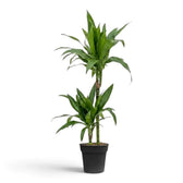 Dracaena fragrans ‘Janet Craig’ plant with broad glossy dark green leaves