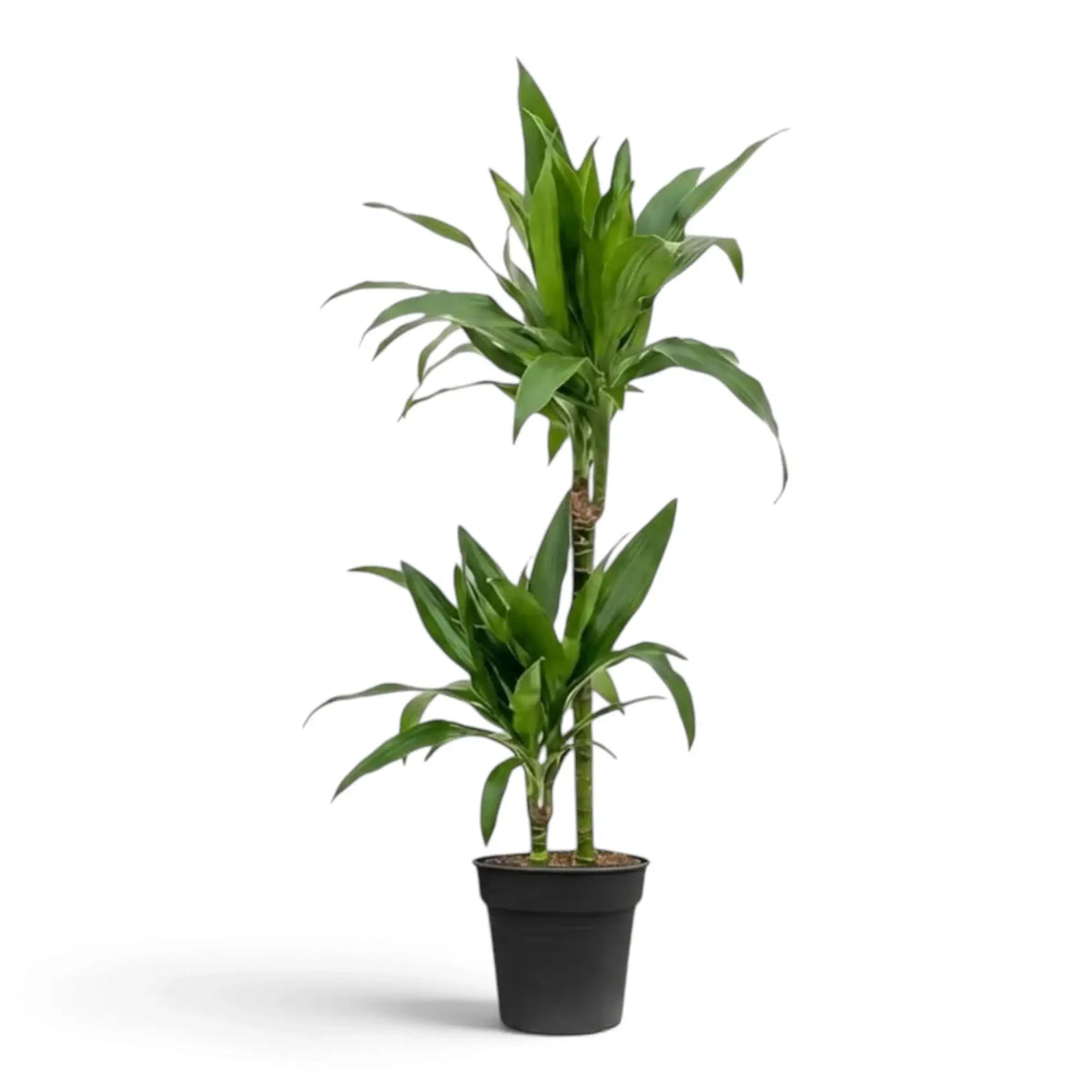 Dracaena fragrans ‘Janet Craig’ plant with broad glossy dark green leaves