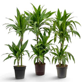 Dracaena fragrans ‘Janet Craig’ plant with broad glossy dark green leaves