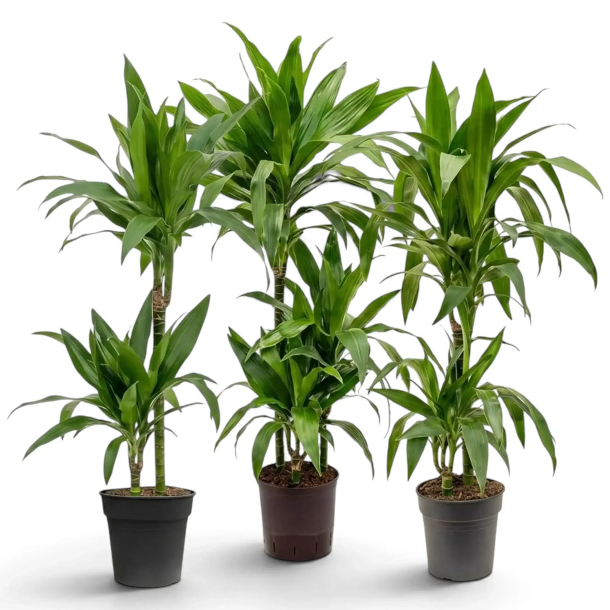 Dracaena fragrans ‘Janet Craig’ plant with broad glossy dark green leaves