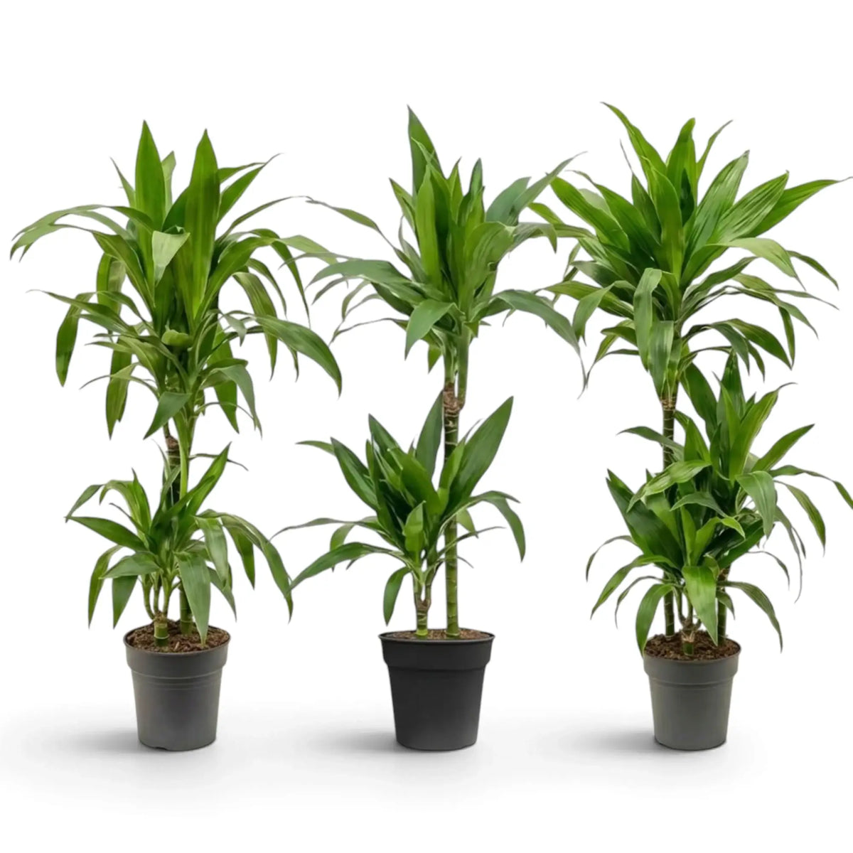 Dracaena fragrans ‘Janet Craig’ plant with broad glossy dark green leaves