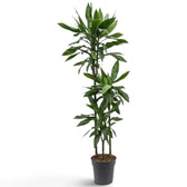 Dracaena fragrans ‘Janet Lind’ in Größe XL mit glänzenden, dunkelgrünen Blättern mit hellgrünen Streifen