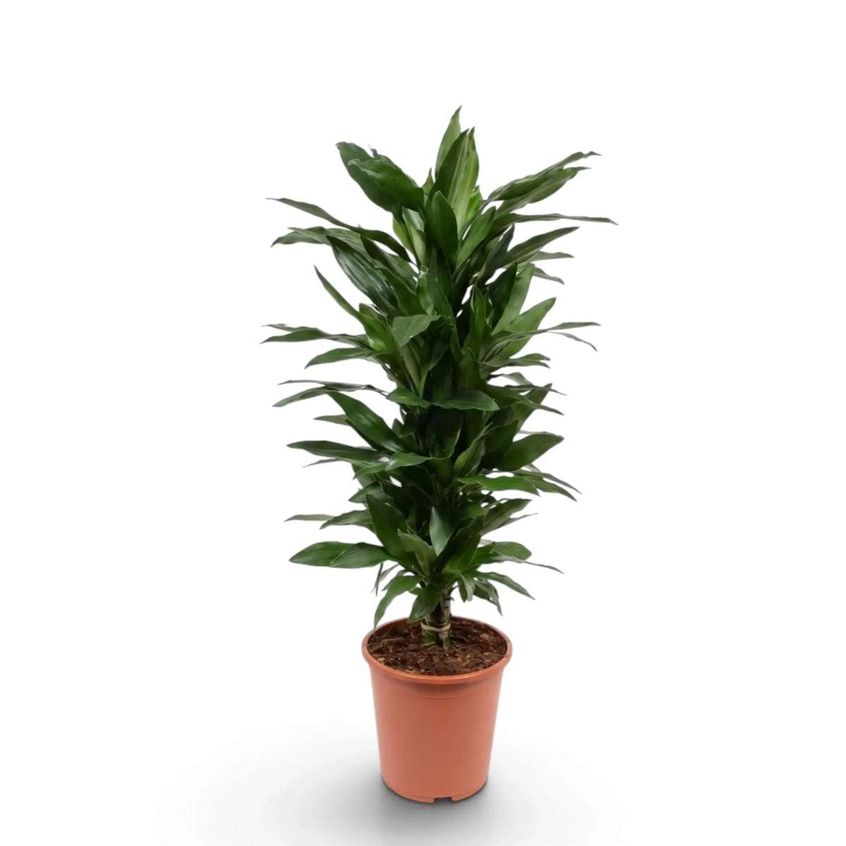Große Dracaena fragrans ‘Janet Lind’ mit glänzenden, dunkelgrünen Blättern mit hellgrünen Streifen