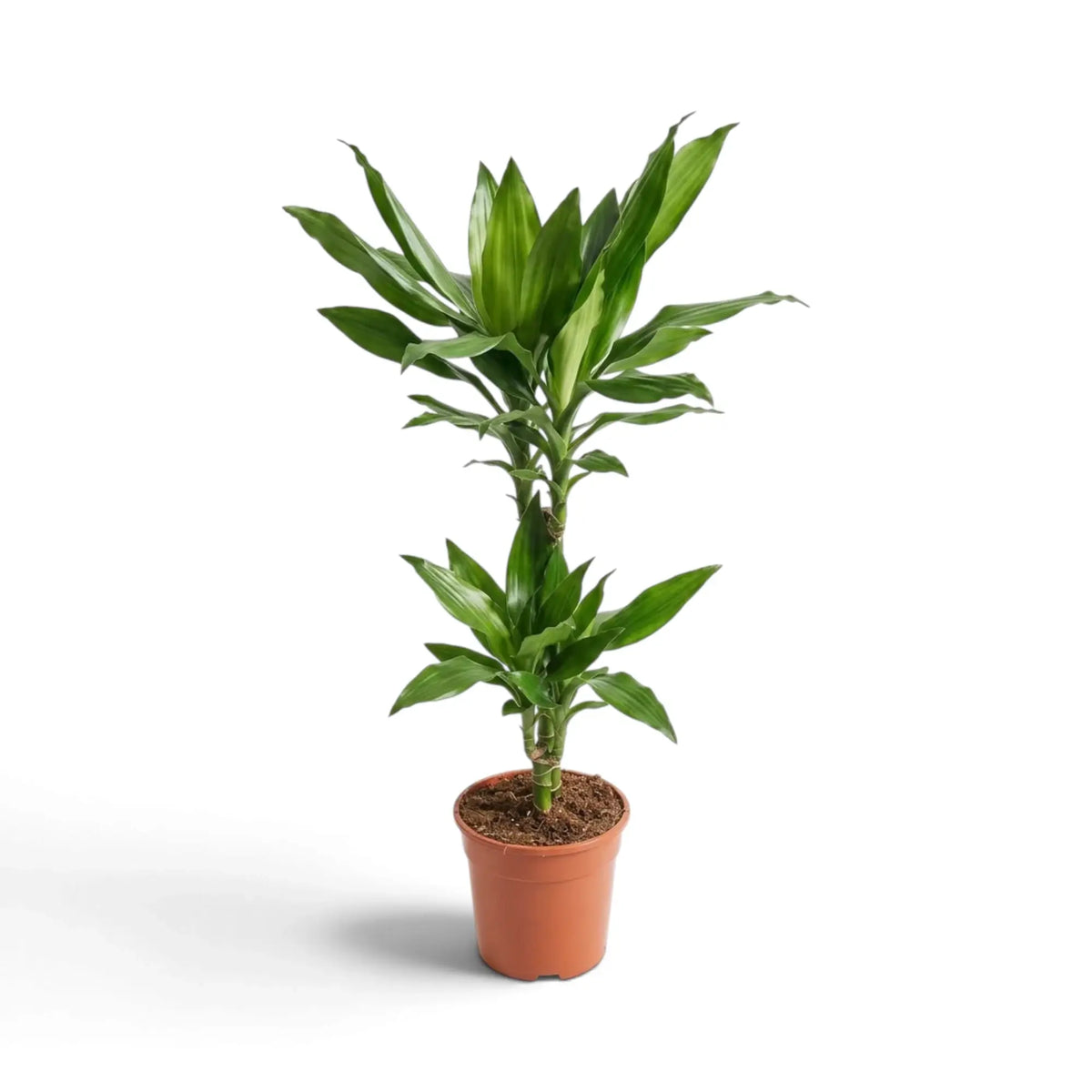 Mittelgroße Dracaena fragrans ‘Janet Lind’ mit glänzenden, dunkelgrünen Blättern mit hellgrünen Streifen