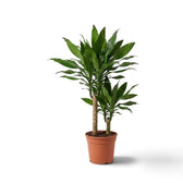 Mittelgroße Dracaena fragrans ‘Janet Lind’ mit glänzenden, dunkelgrünen Blättern mit hellgrünen Streifen
