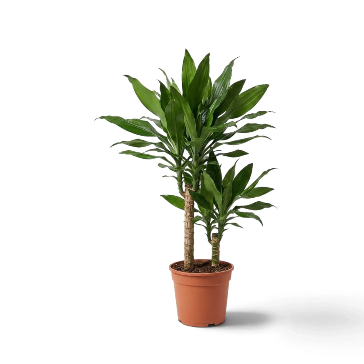 Mittelgroße Dracaena fragrans ‘Janet Lind’ mit glänzenden, dunkelgrünen Blättern mit hellgrünen Streifen