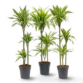 XL Dracaena fragrans ‘Lemon Lime’ with green, white and yellow-green striped leaves