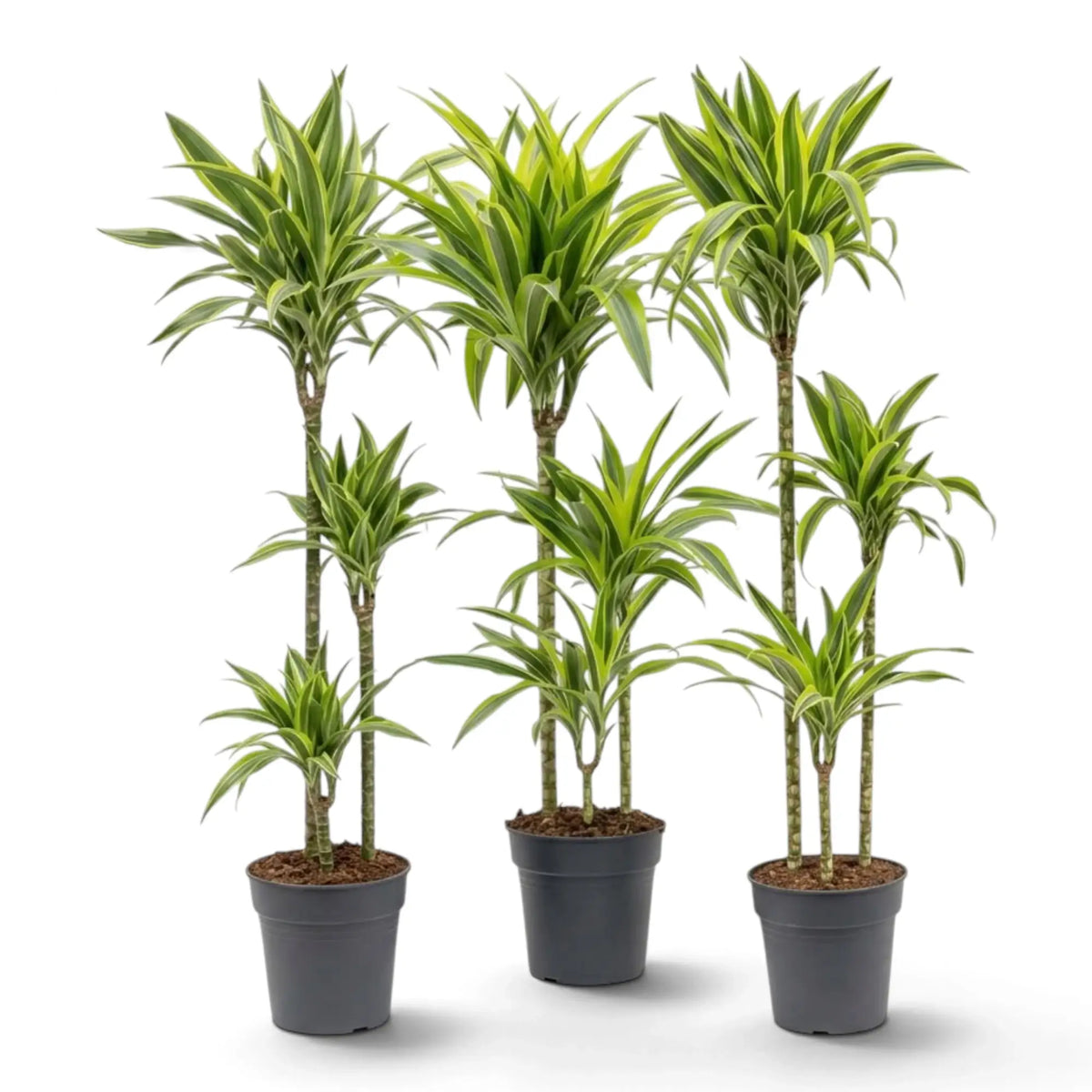XL Dracaena fragrans ‘Lemon Lime’ with green, white and yellow-green striped leaves