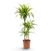 XL Dracaena fragrans ‘Lemon Lime’ with green, white and yellow-green striped leaves