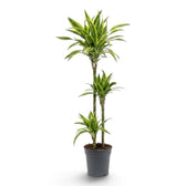 XL Dracaena fragrans ‘Lemon Lime’ with green, white and yellow-green striped leaves
