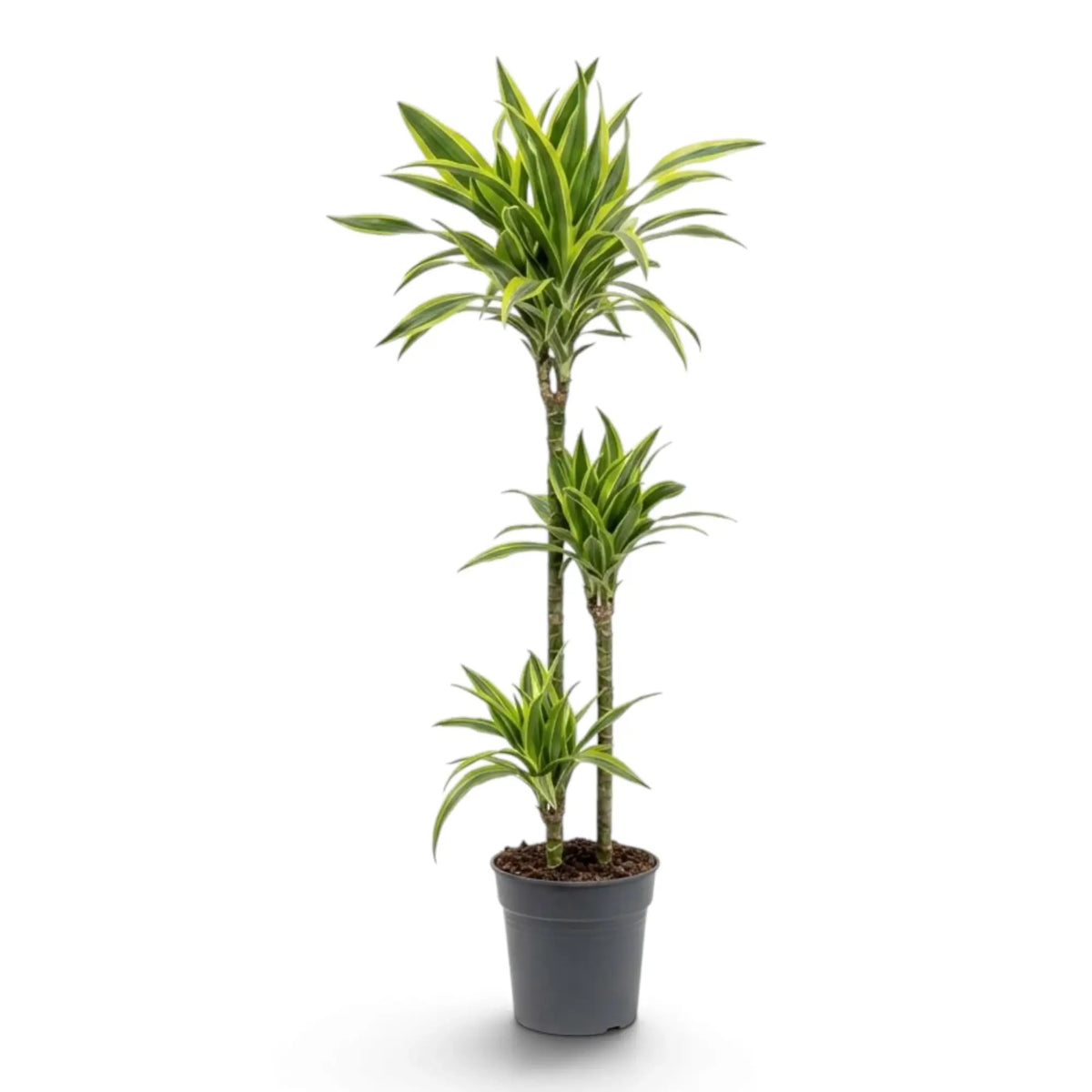 XL Dracaena fragrans ‘Lemon Lime’ with green, white and yellow-green striped leaves