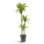 XL Dracaena fragrans ‘Lemon Lime’ with green, white and yellow-green striped leaves