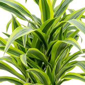 Close-up of green, white and yellow-green striped leaves on Dracaena fragrans ‘Lemon Lime’