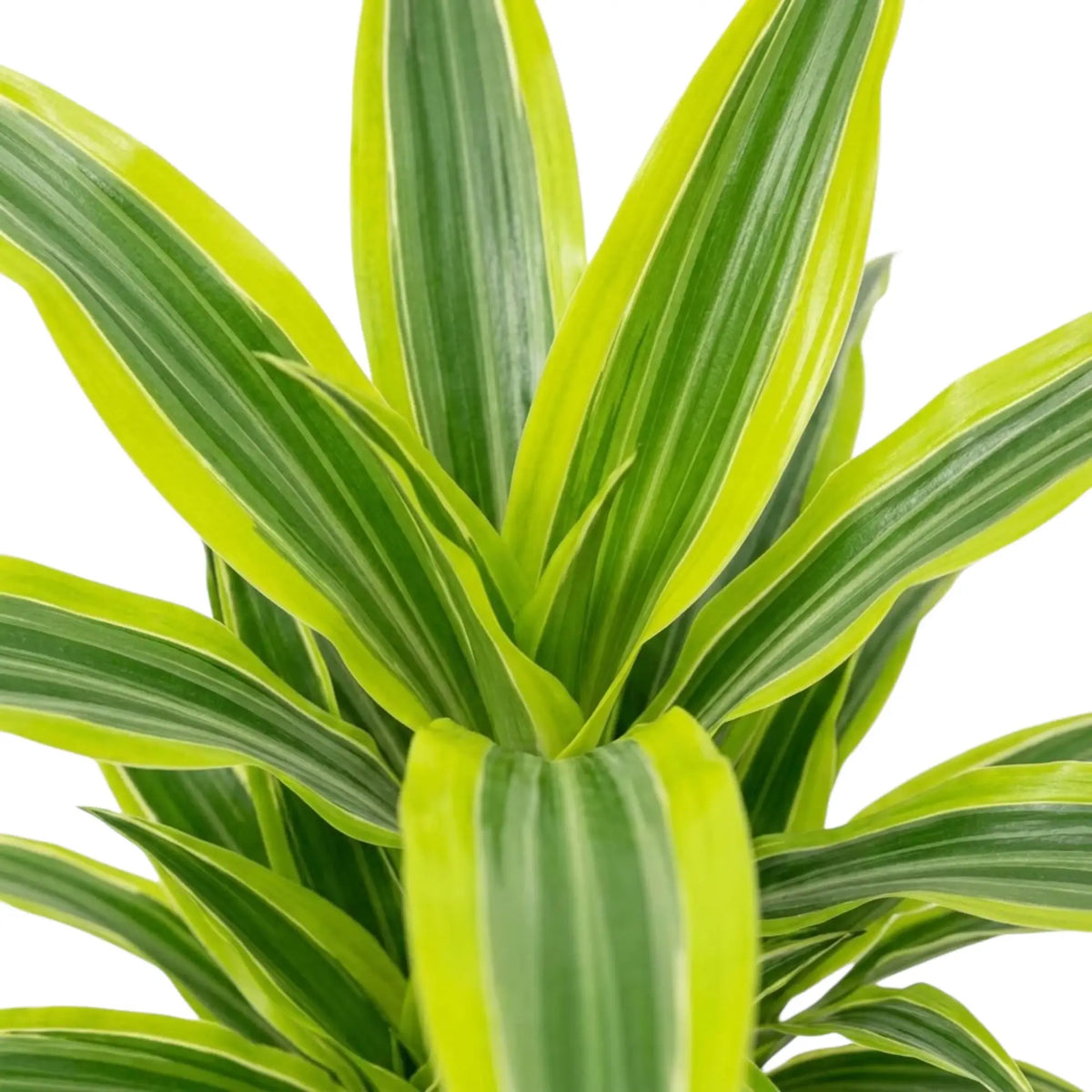 Close-up of green, white and yellow-green striped leaves on Dracaena fragrans ‘Lemon Lime’
