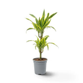 Large Dracaena fragrans ‘Lemon Lime’ with green, white and yellow-green striped leaves