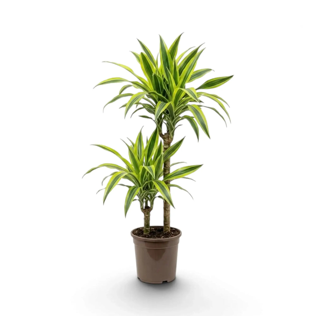 Large Dracaena fragrans ‘Lemon Lime’ with green, white and yellow-green striped leaves