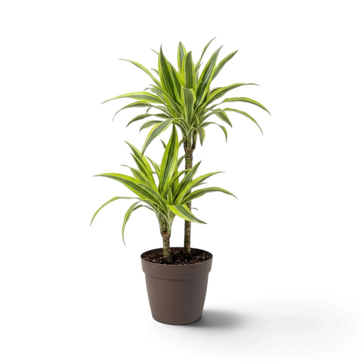 Large Dracaena fragrans ‘Lemon Lime’ with green, white and yellow-green striped leaves
