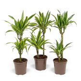 Large Dracaena fragrans ‘Lemon Lime’ with green, white and yellow-green striped leaves