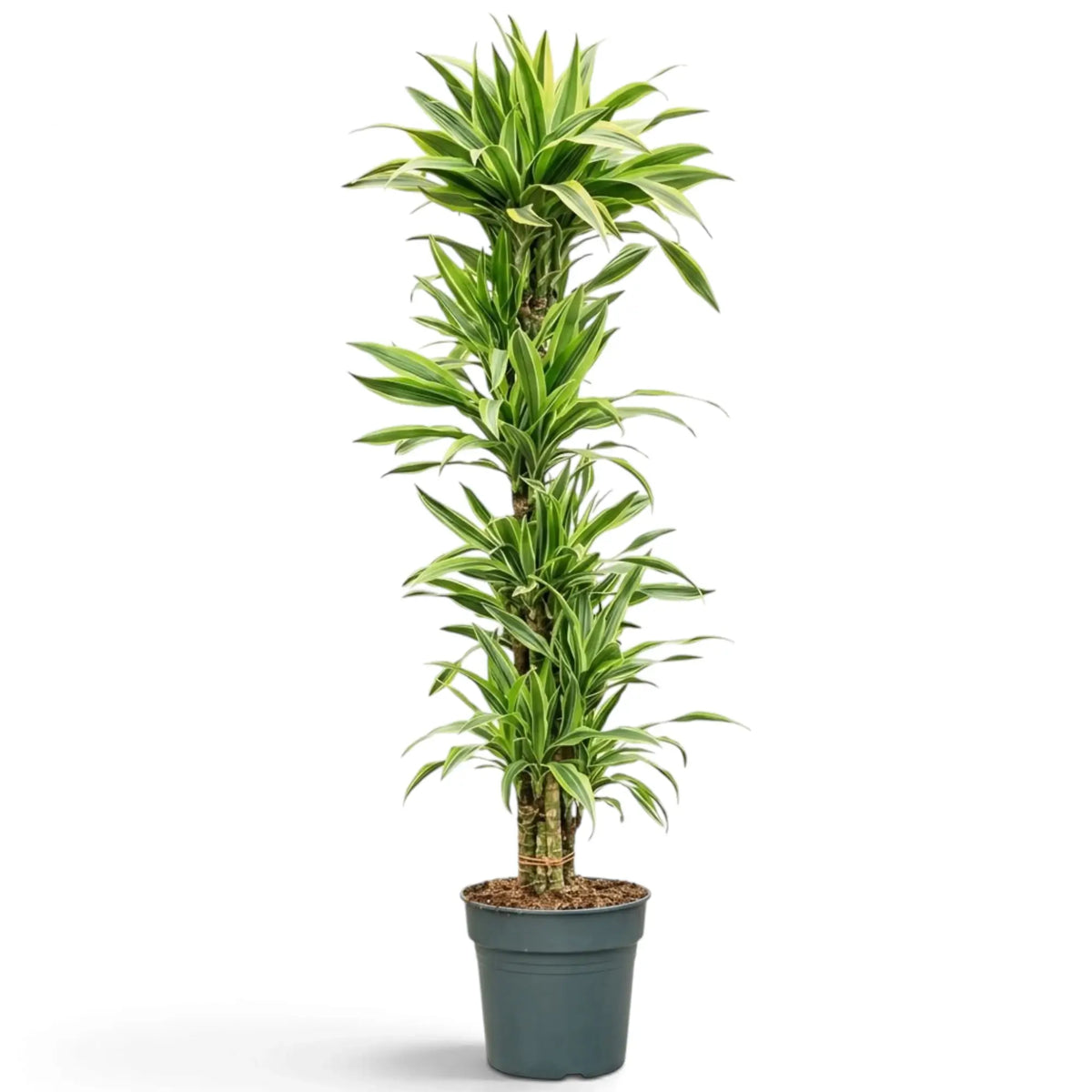 XXL Dracaena fragrans ‘Lemon Lime’ with green, white and yellow-green striped leaves