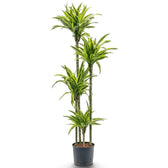 XXL Dracaena fragrans ‘Lemon Lime’ with green, white and yellow-green striped leaves