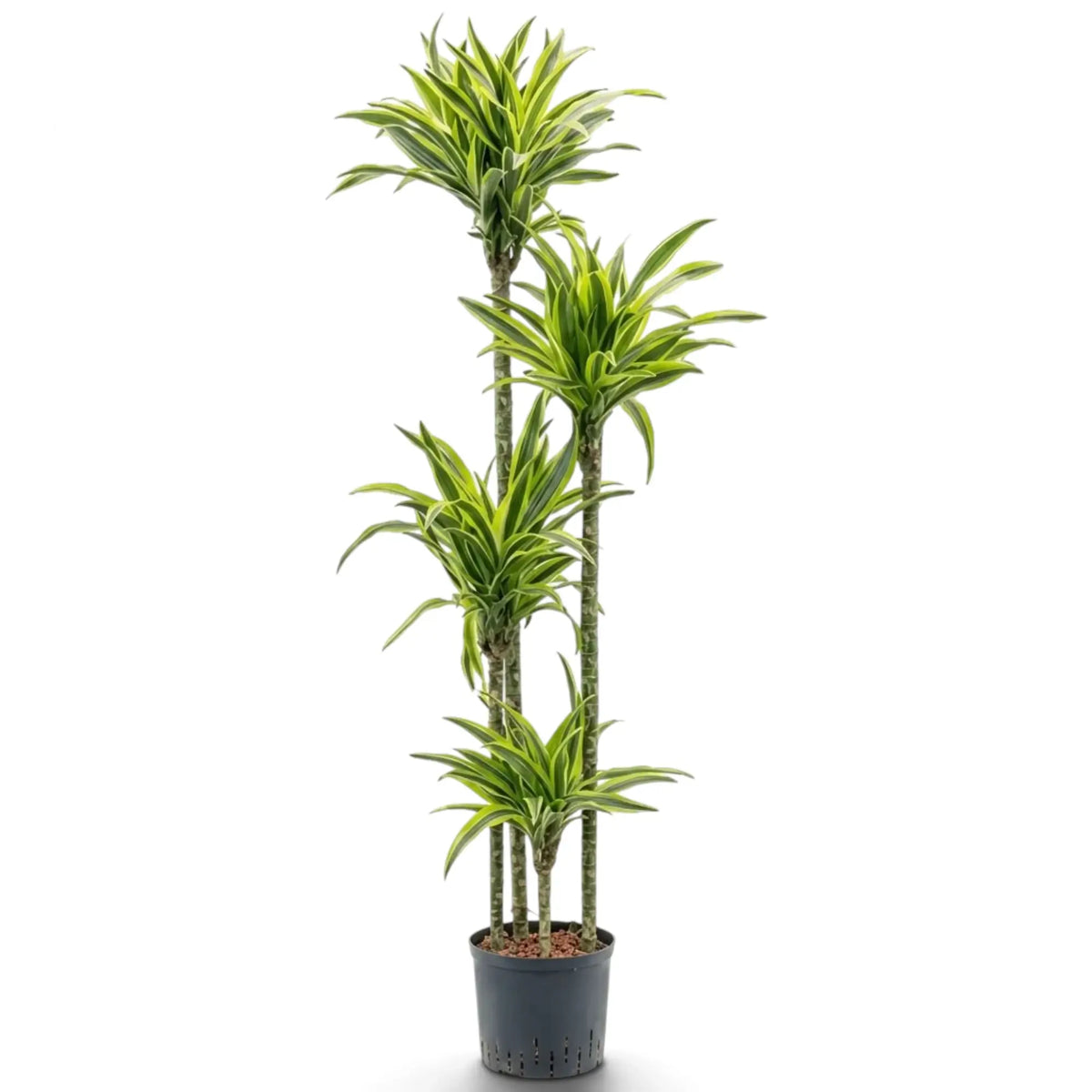 XXL Dracaena fragrans ‘Lemon Lime’ with green, white and yellow-green striped leaves