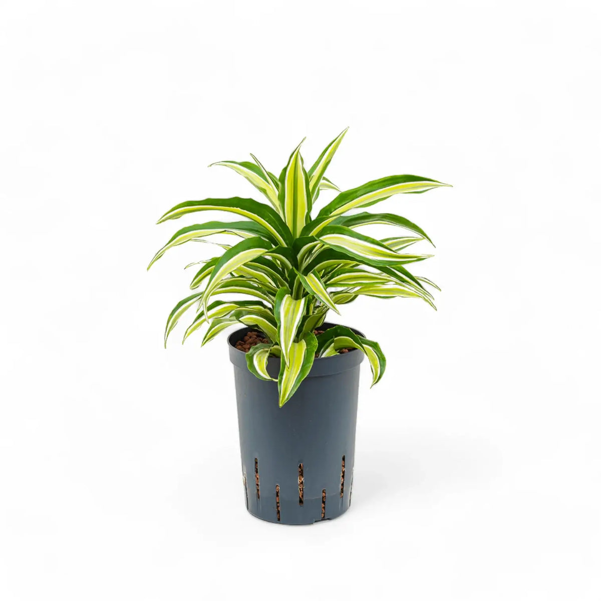 Dracaena fragrans 'Malaika' potted plant in nursery pot on white background.