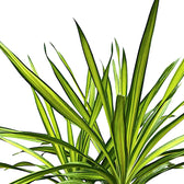 Dracaena fragrans ‘Rikki’ leaf detail on white background.