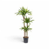 Dracaena fragrans ‘Rikki’ potted plant in nursery pot on white background.