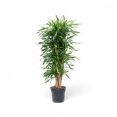 Dracaena fragrans ‘Rikki’ potted plant in nursery pot on white background.