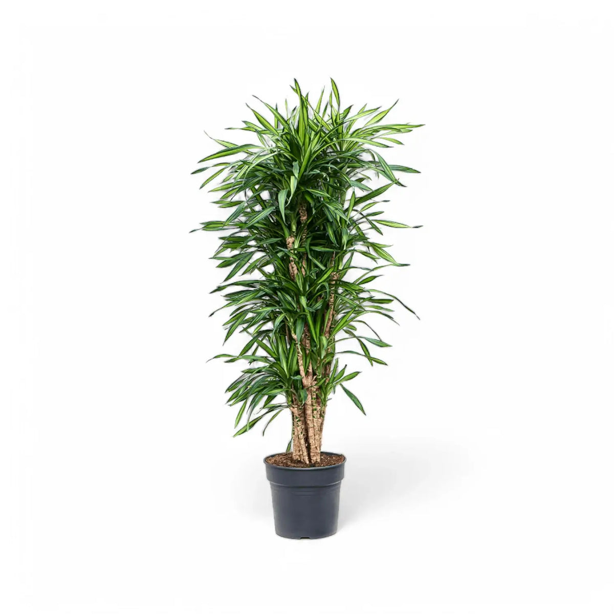 Dracaena fragrans ‘Rikki’ potted plant in nursery pot on white background.