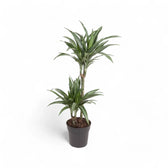 Dracaena fragrans 'Ulises' potted plant in nursery pot on white background.