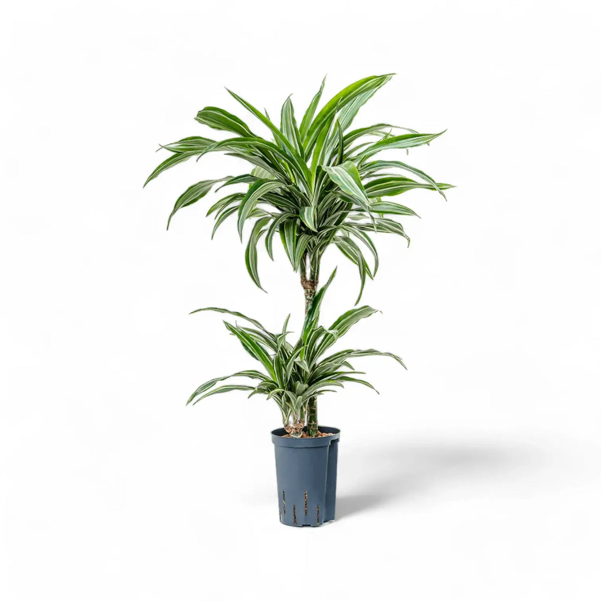 Dracaena fragrans 'Ulises' potted plant in nursery pot on white background.