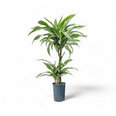 Dracaena fragrans 'Ulises' potted plant in nursery pot on white background.