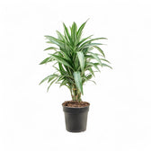 Dracaena fragrans 'Ulises' potted plant in nursery pot on white background.