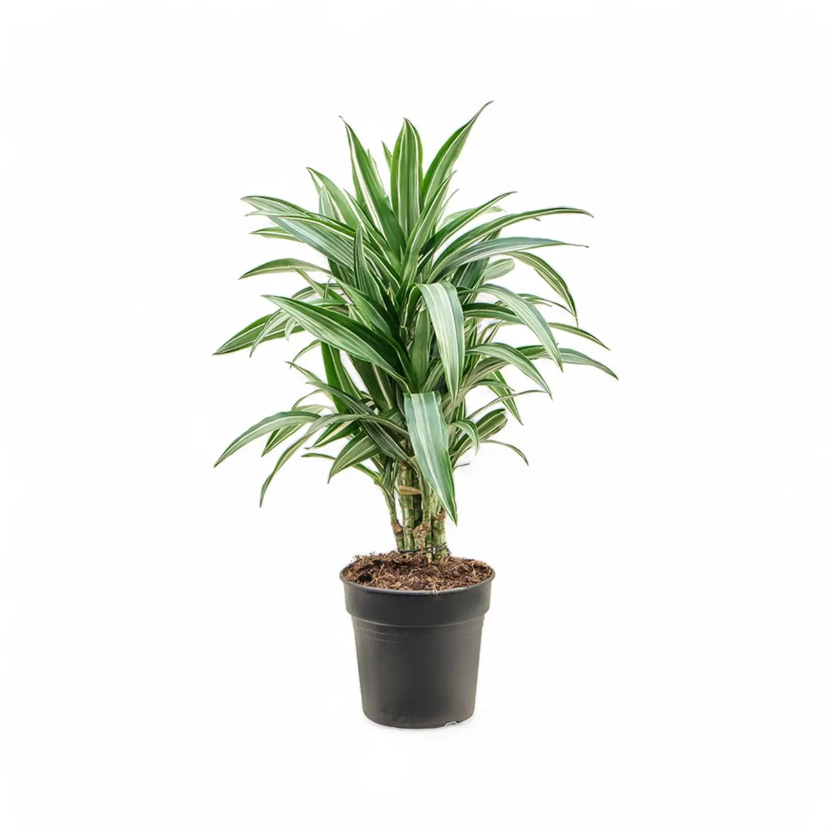 Dracaena fragrans 'Ulises' potted plant in nursery pot on white background.