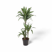 Dracaena fragrans 'Ulises' potted plant in nursery pot on white background.