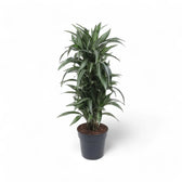 Dracaena fragrans 'Ulises' potted plant in nursery pot on white background.