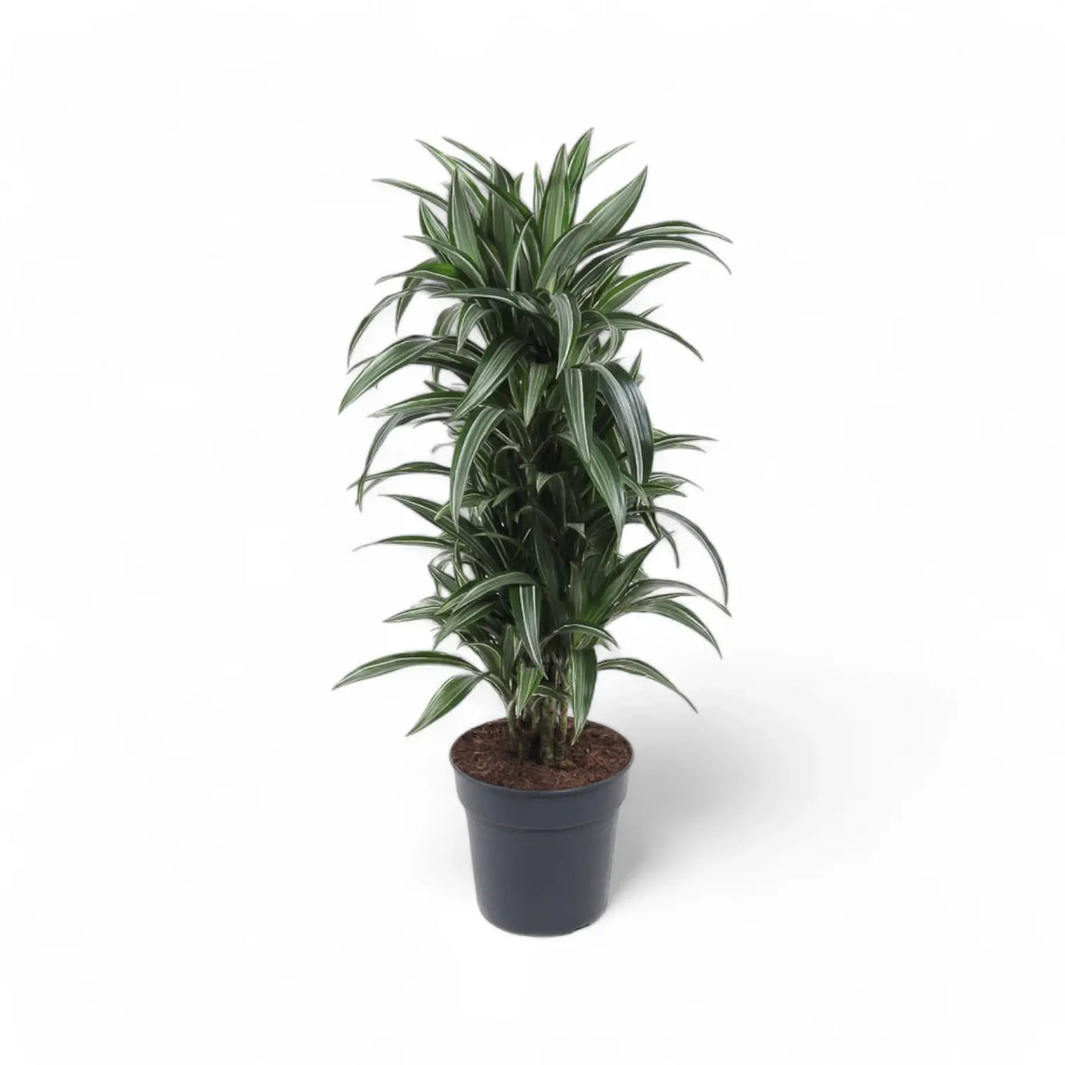 Dracaena fragrans 'Ulises' potted plant in nursery pot on white background.