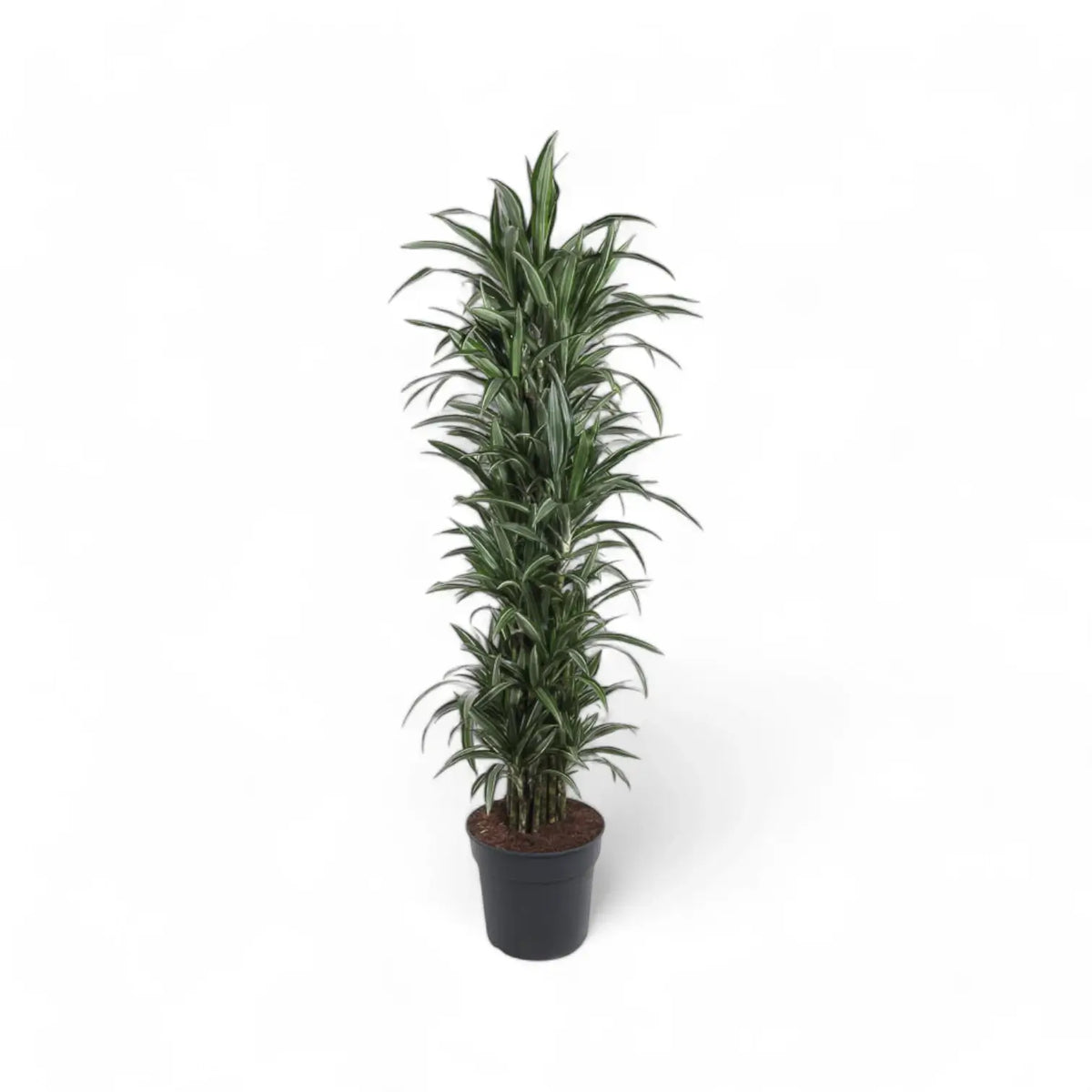 Dracaena fragrans 'Ulises' potted plant in nursery pot on white background.